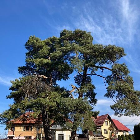 The Pines Boutique Villa Brasov Ngoại thất bức ảnh