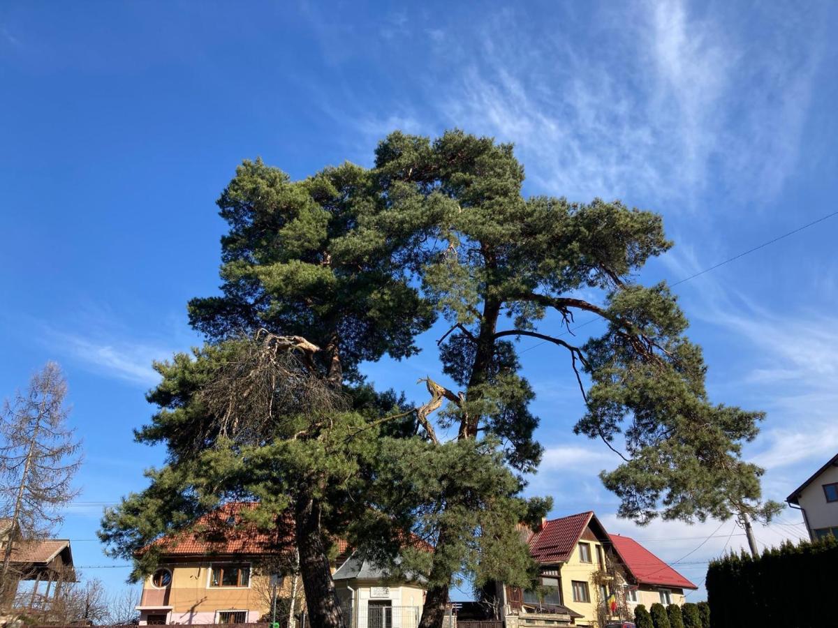 The Pines Boutique Villa Brasov Ngoại thất bức ảnh