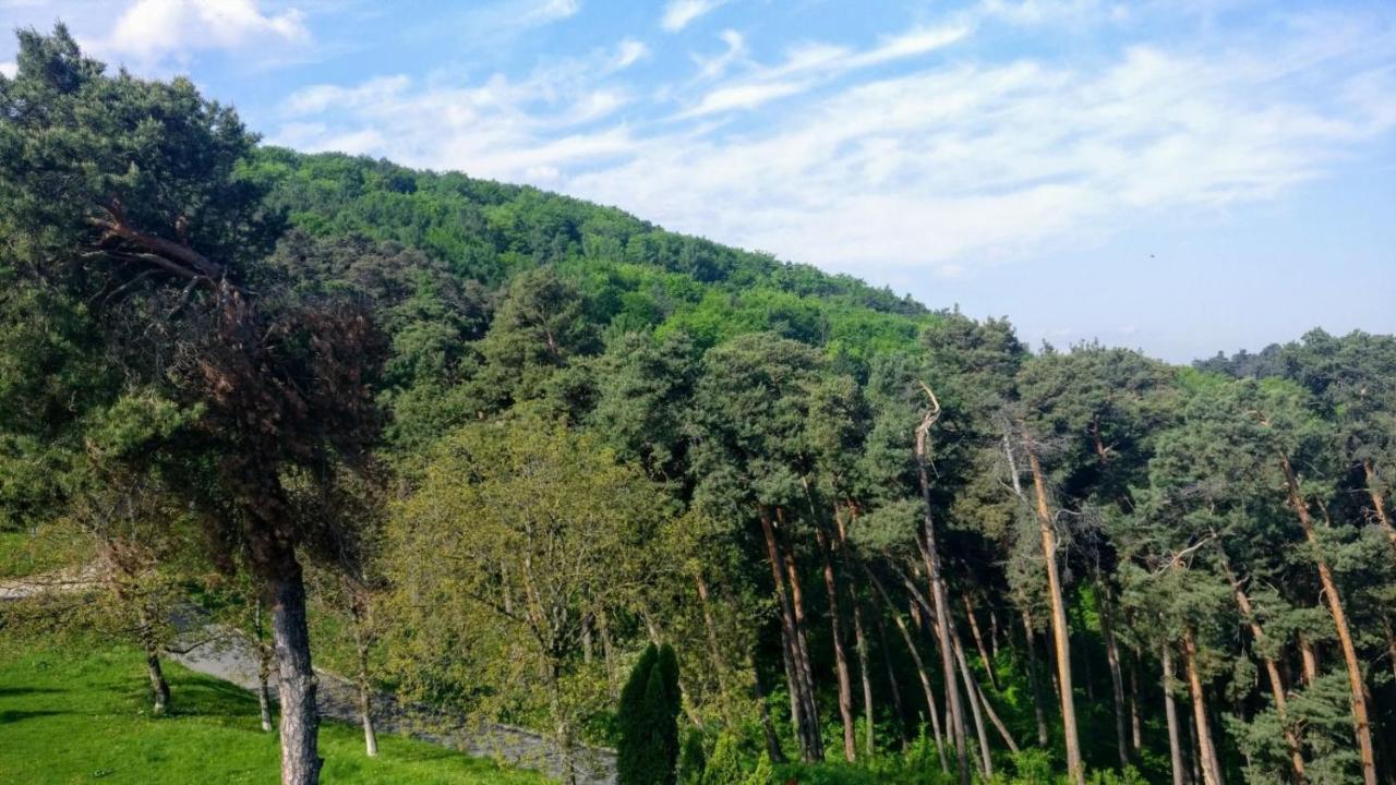 The Pines Boutique Villa Brasov Ngoại thất bức ảnh