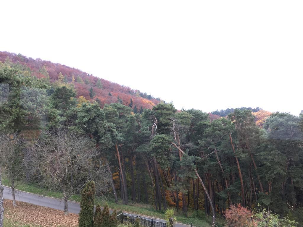 The Pines Boutique Villa Brasov Ngoại thất bức ảnh